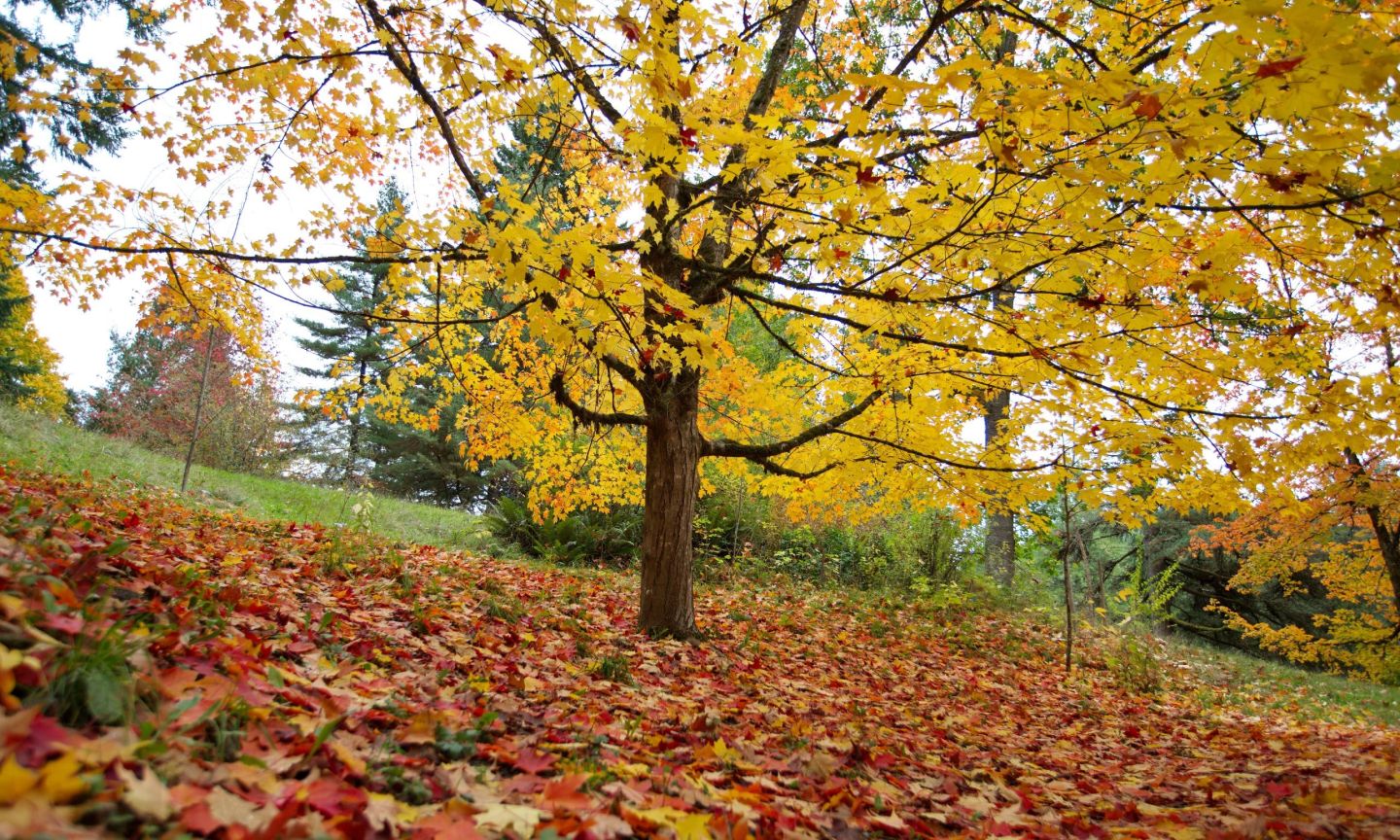 November Events | The Official Guide to Portland
