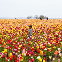 Wooden Shoe Tulip Festival