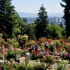 people visiting a blooming Rose Garden in Washington Park