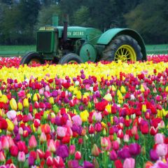 Wooden Shoe Tulip Festival