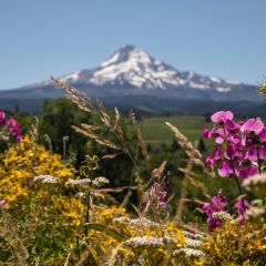 Close-up of wildflowers with Mt. Hood in the background