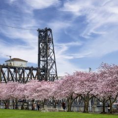 cherry blossoms burst from the trees with a bridge, blue sky and wisps of clouds above