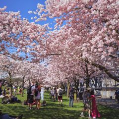 people standing beneath cherry blossoms
