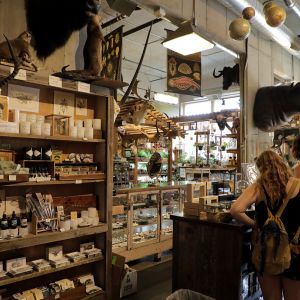 unusual items like taxidermy and framed insects are displayed on shop shelves and walls