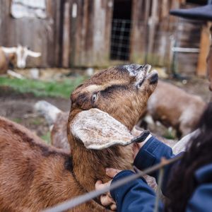 a Native American woman greeting a farm goat