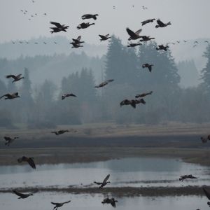 a flock of Canadian geese take flight at the Tualatin River National Wildlife Refuge