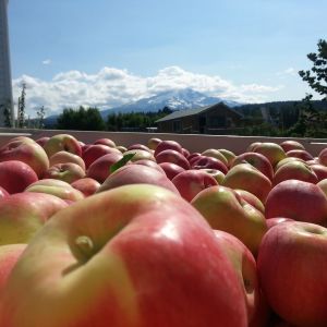 a large vat of apples on a sunny day