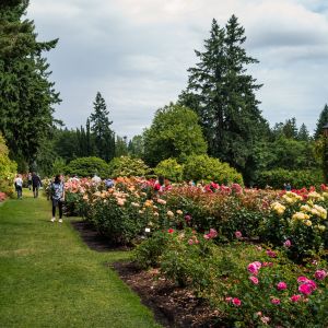 roses bushes, climbing roses in large lush rose garden