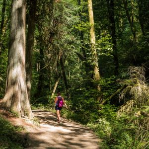 person walking among tall evergreen trees in a wooden trail