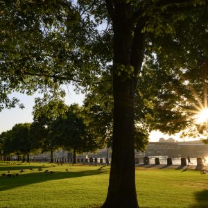 sunrise through trees with grassy field on waterfront park