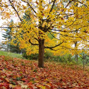 fallen red and yellow leaves surround an autumnal tree on a hillside