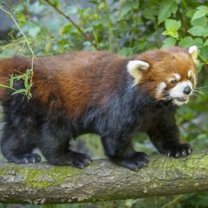 a red panda walks on a tree limb, surrounded by leaves