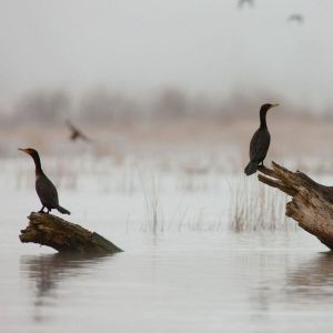 birds on logs in water on a cloudy day
