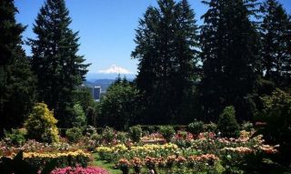 photo of Mt. Hood through the trees at the International Rose Test Garden