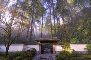 japanese style gate surrounded by fir trees