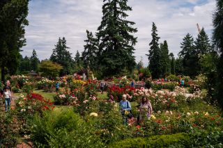 people amble through a rose garden in full bloom