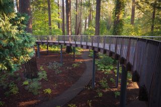 a raised walkway through a forest of trees and native plants stands above a walking path below