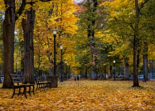 two people walk with umbrellas in the distance along a path covered with golden-colored leaves in a city park