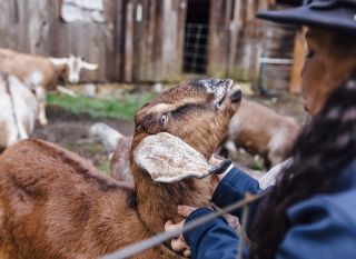 a Native American woman greeting a farm goat