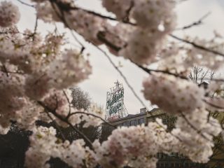 view of Old Town Portland Oregon sign through pale pink cherry blossoms on a grey cloudy day