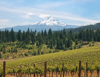 Rolling hills planted with vineyards with forest in the mid-ground and a snow-capped Mount Hood the background