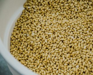 a bucket full of fresh soybeans