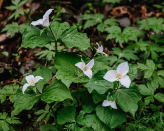a patch of tri-pedaled white trillium flowers