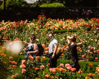three women walk through rows of roses