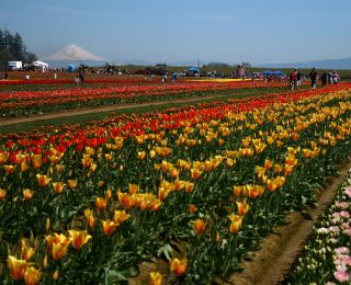 countless rows of colorful tulips