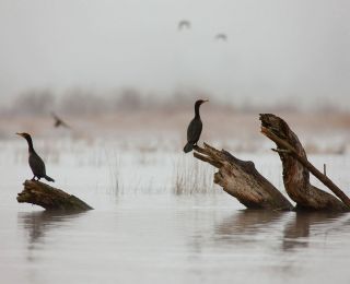 birds on logs in water on a cloudy day