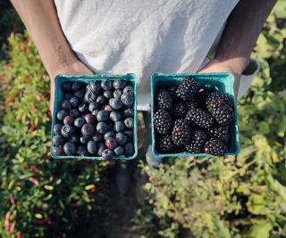 person holding two pints of ripe berries