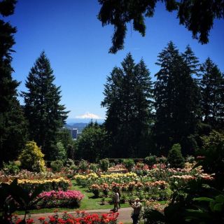 photo of Mt. Hood through the trees at the International Rose Test Garden