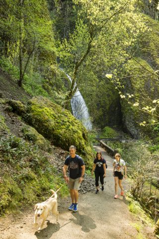 on a sunny day a family with a dog hikes up the hill from a waterfall