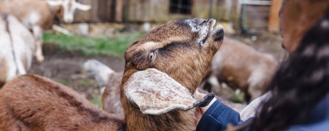 a Native American woman greeting a farm goat