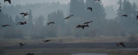 a flock of Canadian geese take flight at the Tualatin River National Wildlife Refuge