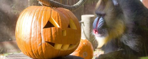 a monkey and a jack-o-lantern