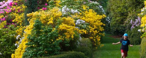 Large pink and yellow rhododendron are the backdrop for a young woman playing in Portland’s Washington Park.