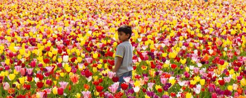 A child wanders through fields of red, yellow, purple and pink tulips at the Wooden Shoe Tulip Farm on the Canby Farm Loop.