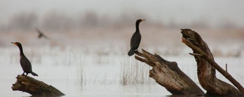 birds on logs in water on a cloudy day