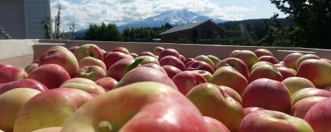 a large vat of apples on a sunny day