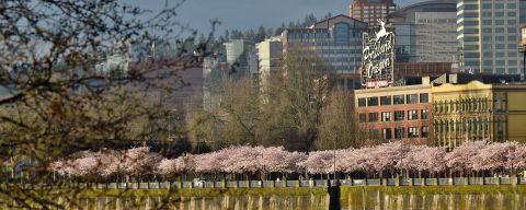 Spring cherry blossoms along Waterfront Park