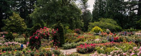 roses bushes, climbing roses in large lush rose garden