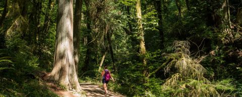 person walking among tall evergreen trees in a wooden trail