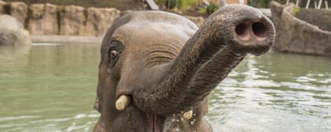 An elephant in a pool raises its trunk and open mouth toward the camera