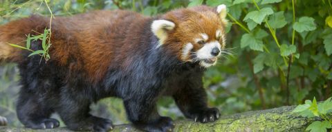 a red panda walks on a tree limb, surrounded by leaves