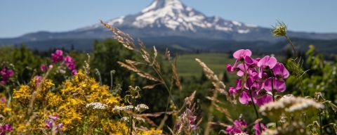 Close-up of wildflowers with Mt. Hood in the background