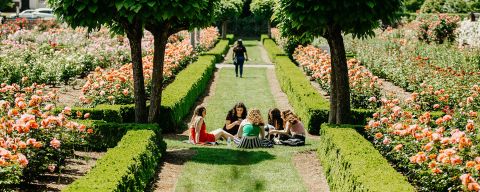 people lounging on the grass amid a variety of blooming roses at Peninsula Park Rose Garden