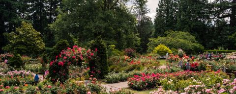people amble through a rose garden in full bloom