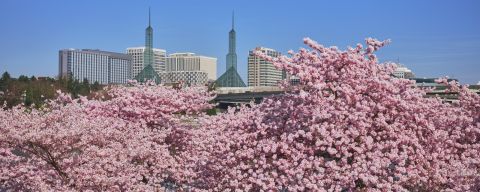 a city skyline behind cherry blossom trees