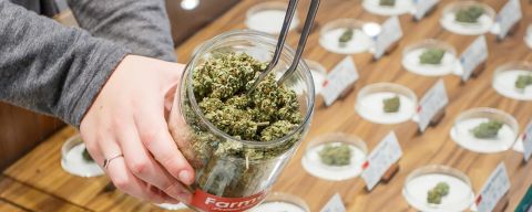 Budtender showing product at Farma dispensary